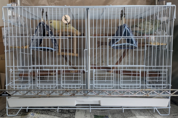 サザナミインコ